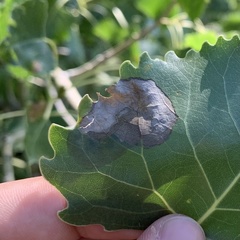 Pterygota