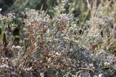 Limonium caspium