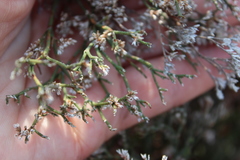 Limonium caspium