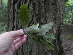 Quercus × pseudosuber