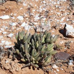 Adromischus filicaulis filicaulis