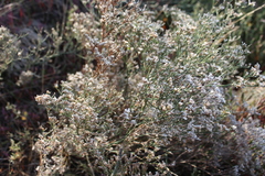 Limonium caspium