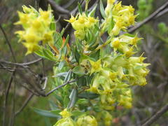Penaea acutifolia