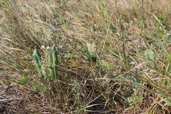 Achillea salicifolia