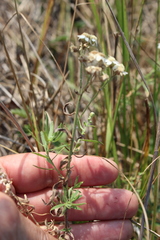 Achillea salicifolia