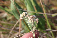 Achillea salicifolia