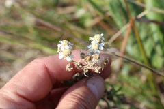 Achillea salicifolia