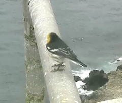 Setophaga townsendi × occidentalis