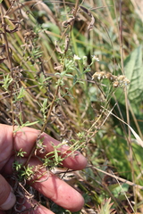 Achillea salicifolia