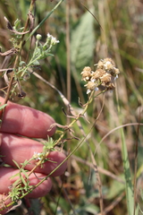 Achillea salicifolia