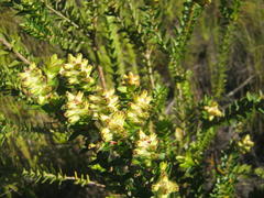 Penaea cneorum gigantea