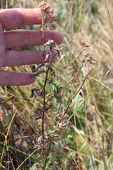 Achillea salicifolia