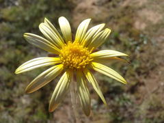 Haplocarpha lyrata