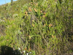 Penaea cneorum gigantea