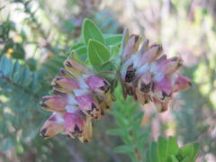 Penaea cneorum gigantea