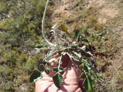 Haplocarpha lyrata