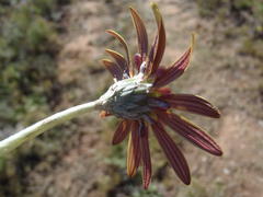 Haplocarpha lyrata