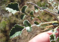 Haplocarpha lyrata