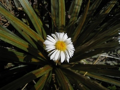 Celmisia armstrongii