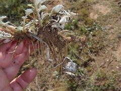 Haplocarpha lyrata