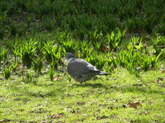Columba palumbus