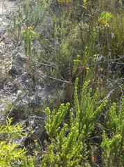 Euryops pinnatipartitus