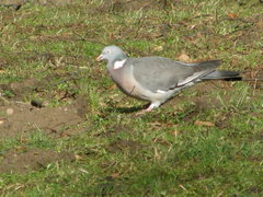 Columba palumbus