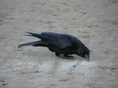Corvus corone