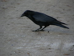 Corvus corone