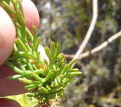 Euryops pinnatipartitus