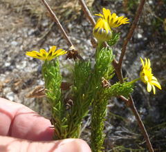 Euryops pinnatipartitus