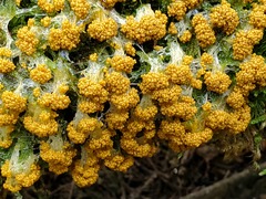 Oligonema verrucosum