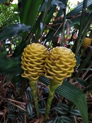 Zingiber spectabile