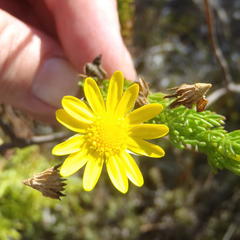 Euryops pinnatipartitus