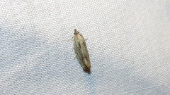 Eucosma olivaceana
