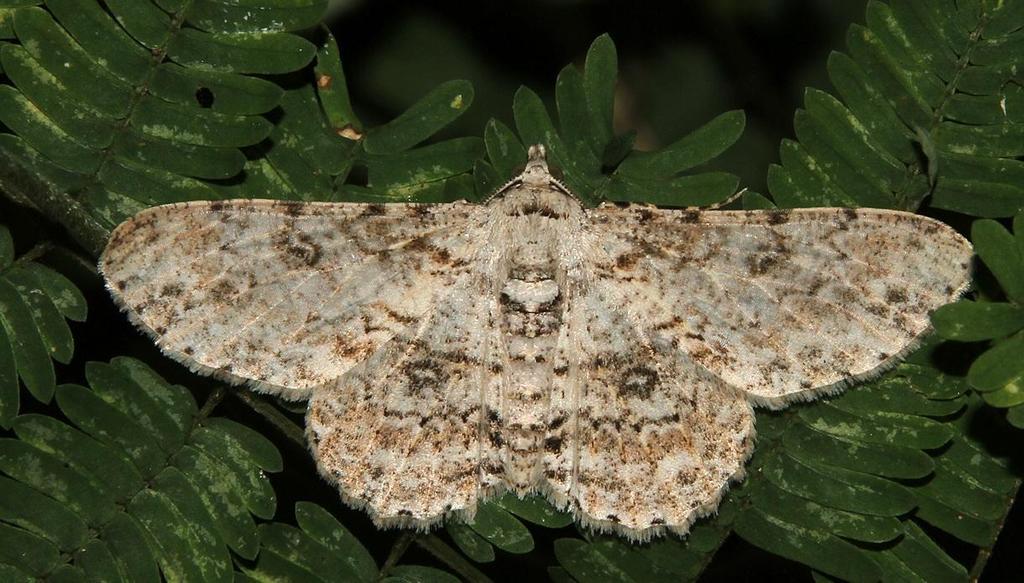 Pallid Grey