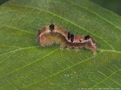 Acronicta hamamelis