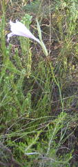 Gladiolus roseovenosus