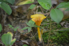 Gloioxanthomyces nitidus