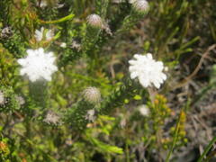 Phylica curvifolia