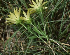 Xanthisma texanum drummondii