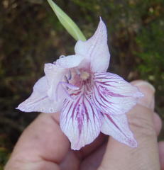 Gladiolus roseovenosus