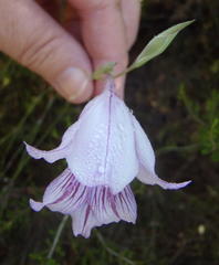 Gladiolus roseovenosus