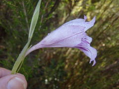 Gladiolus roseovenosus