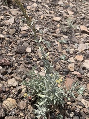 Artemisia lindleyana