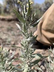 Artemisia lindleyana