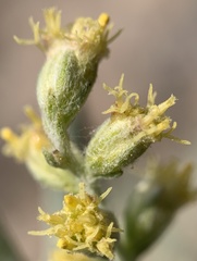 Artemisia lindleyana