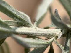 Artemisia lindleyana