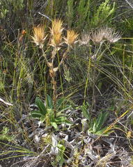 Berkheya carlinoides