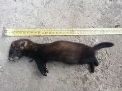Mustela putorius
